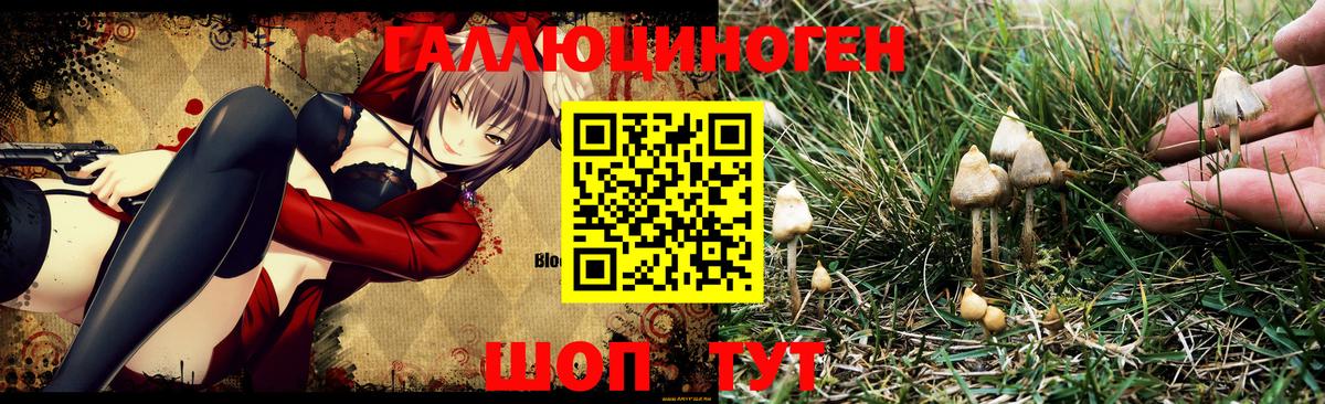 Псилоцибиновые грибы мицелий Кропоткин